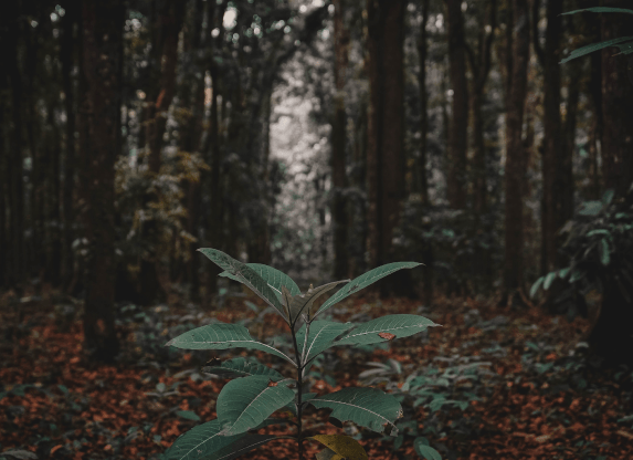 Plant in a teak forest